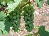 Property of GermanWineEstates